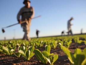 Le Mifa lance une campagne d’enregistrement et d’identification des acteurs de la chaîne de valeur agricole