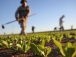 Le Mifa lance une campagne d’enregistrement et d’identification des acteurs de la chaîne de valeur agricole