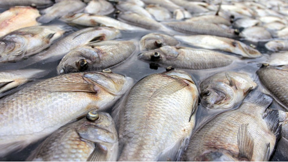 sante-mortalite-massive-de-poissons-a-lome-le-gouvernement-appelle-a-la-vigilance