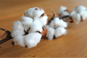 Le Togo va valoriser les coproduits de son coton