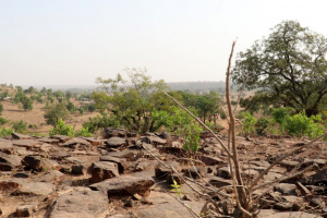 Restauration des terres dégradées : le Togo intensifie ses efforts