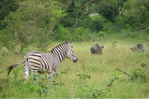 Le parc national Oti-Kéran sera restauré