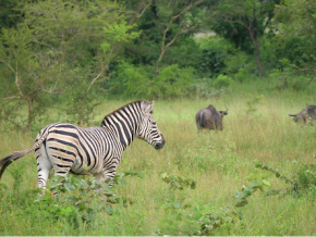 Le parc national Oti-Kéran sera restauré