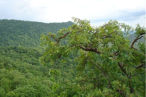 Environnement : la région des Plateaux désormais subdivisée en deux directions