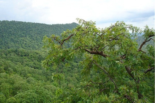 Environnement : la région des Plateaux désormais subdivisée en deux directions