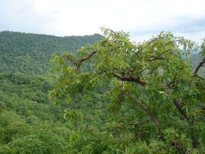 Environnement : la région des Plateaux désormais subdivisée en deux directions