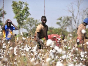 Au Togo, le coton est le 1er pourvoyeur d’emploi rural