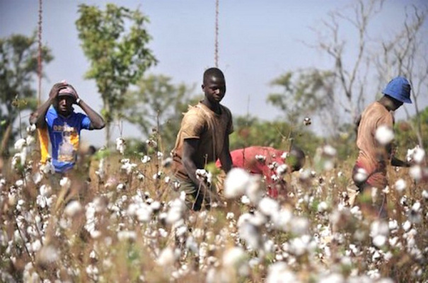 Au Togo, le coton est le 1er pourvoyeur d’emploi rural