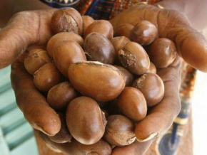 Le Ghana va lancer sa première plantation commerciale de karité cette année