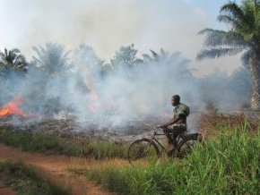 Ghana : les producteurs de cajou de Techiman appellent à la cessation des feux de brousse nuisibles à la production