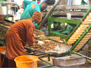 Appuyées par le Mifa, des entreprises portent la transformation agricole à l’intérieur du pays et créent des emplois