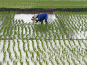 Riziculture : le Togo s&#039;initie à l&#039;approche &#039;Smart Valleys&#039;