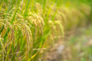 A fort impact, les agropoles reçoivent un nouvel appui de la BOAD
