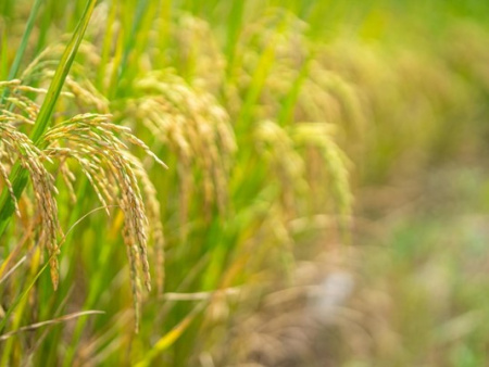 A fort impact, les agropoles reçoivent un nouvel appui de la BOAD