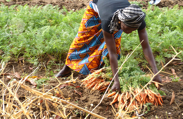 Les députés veulent impliquer davantage les femmes dans l’investissement agricole