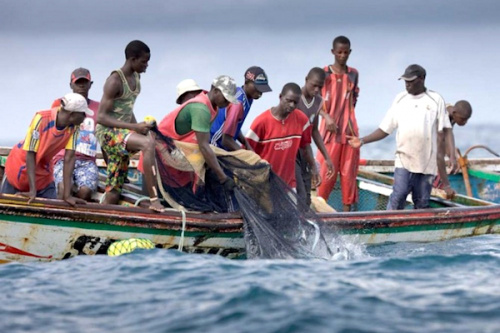 Pêche : 37 000 tonnes de poissons capturées de 2018 à 2019