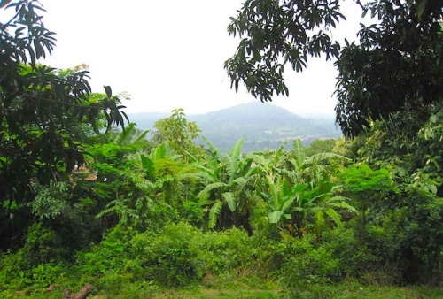 Le projet Redd+ examine deux études analytiques en vue d’améliorer la couverture forestière au Togo