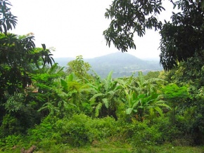 Le projet Redd+ examine deux études analytiques en vue d’améliorer la couverture forestière au Togo