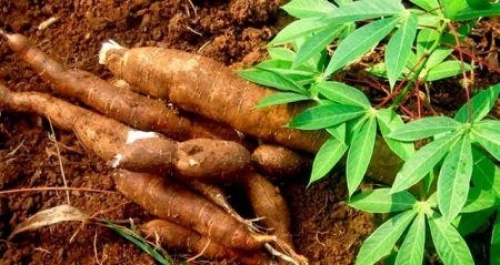 Côte d’Ivoire : le gouvernement lance un projet en faveur des filières manioc et maraîchers