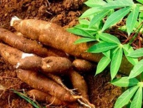 Côte d’Ivoire : le gouvernement lance un projet en faveur des filières manioc et maraîchers