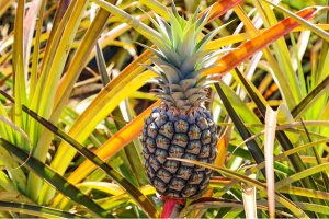 Les filières ananas et mangue, en plein essor au Togo