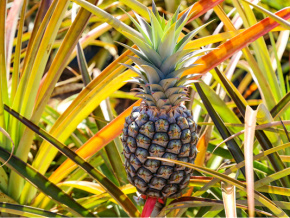 Les filières ananas et mangue, en plein essor au Togo