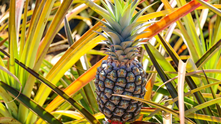 Les filières ananas et mangue, en plein essor au Togo