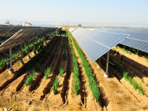 Le Togo et trois autres pays peaufinent un projet agrivoltaïque