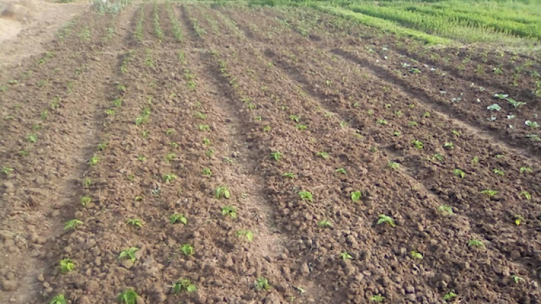 L’aménagement hydroagricole de la Plaine de Djagblé achevé à 96%