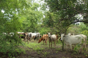 Transhumance : le Togo se dote d&rsquo;un plan de gestion quinquennal