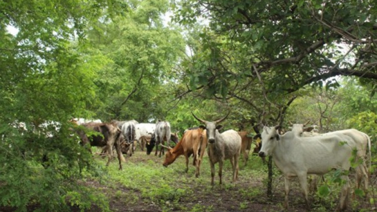 transhumance-le-togo-se-dote-d-un-plan-de-gestion-quinquennal