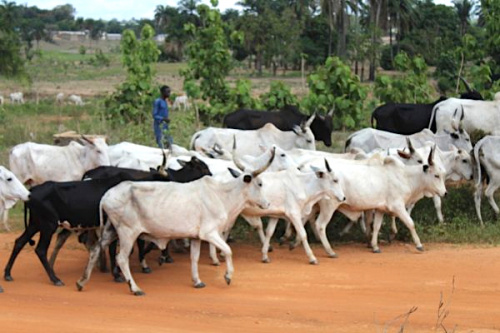 A Accra, 8 pays de la sous-région se concertent sur la transhumance transfrontalière