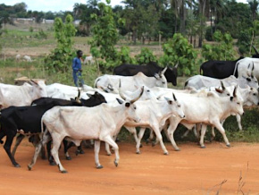 A Accra, 8 pays de la sous-région se concertent sur la transhumance transfrontalière