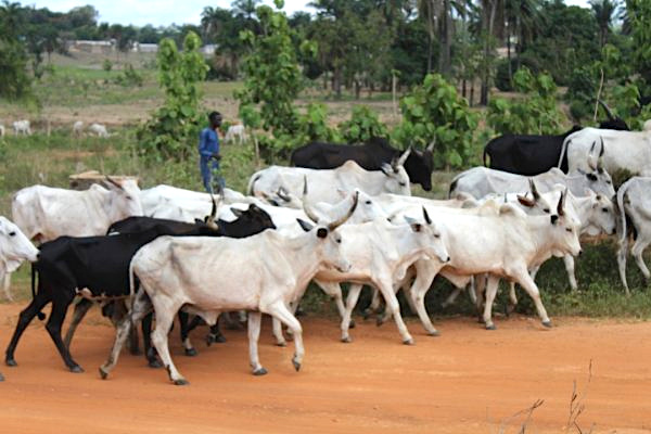 A Accra, 8 pays de la sous-région se concertent sur la transhumance transfrontalière