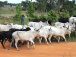 A Accra, 8 pays de la sous-région se concertent sur la transhumance transfrontalière