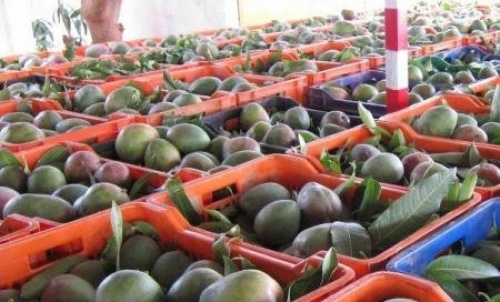 Sénégal : les exportations de mangues ont augmenté de plus de 1 000 tonnes en 2018