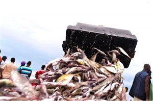 Le Togo aux avant-postes d’une politique de pêche et d’aquaculture dans l’espace CEDEAO