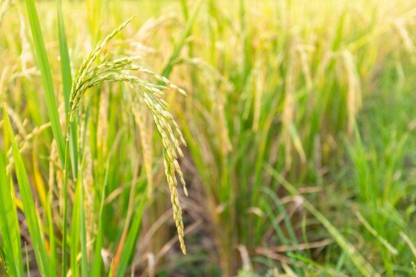 Agropole de la Kara : de ‘grands progrès’ dans l’agenda de déploiement