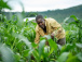 Le Togo valorise l’agriculture familiale