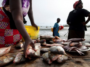 Aquaculture : entre 2020 et 2022, une production en constante progression