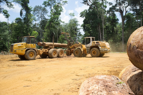 La PIA se propose d’acheter les bois de teck auprès des exploitants forestiers