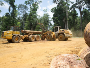 La PIA se propose d’acheter les bois de teck auprès des exploitants forestiers