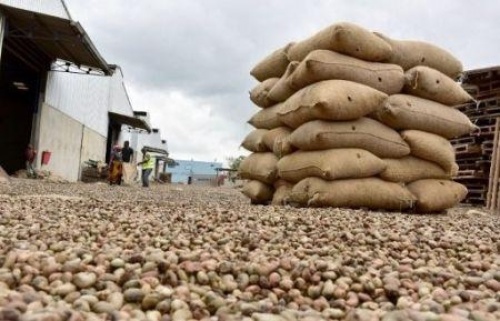 La Côte d&#039;Ivoire exportera 100 000 tonnes de noix de cajou vers la Chine en 2018/2019