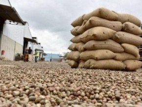 La Côte d&#039;Ivoire exportera 100 000 tonnes de noix de cajou vers la Chine en 2018/2019