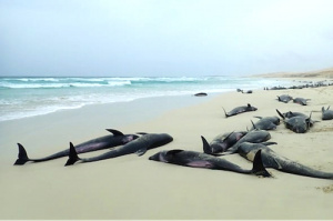 Ne consommez pas les poissons morts échoués sur les plages !