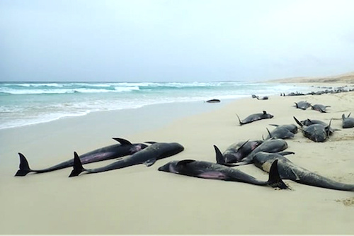 Ne consommez pas les poissons morts échoués sur les plages !