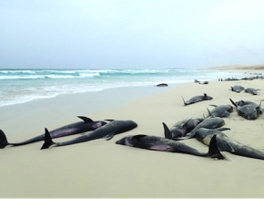 Ne consommez pas les poissons morts échoués sur les plages !