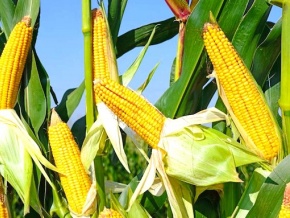 L’ANSAT donne un coup de pouce aux agriculteurs de l’Est-Mono