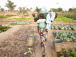 L’agence régionale pour l’agriculture et l’alimentation de la Cedeao passe en revue ses activités à Lomé