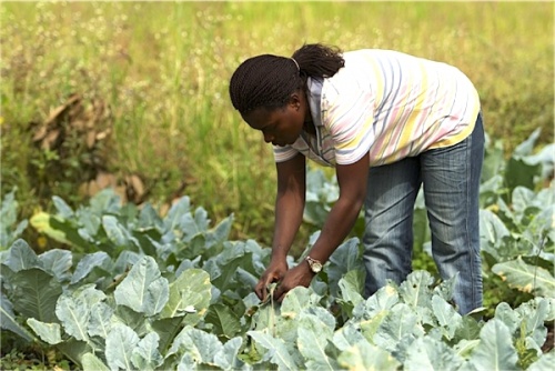 Dans le cadre des agropoles, le gouvernement cible les filières et les métiers porteurs